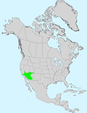 North America species range map for Acamptopappus sphaerocephalus: Click image for full size map North America species range map for Acamptopappus sphaerocephalus: Click image for full size map